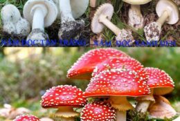 NHỮNG ĐIỀU CẦN BIẾT VỀ NGỘ ĐỘC NẤM